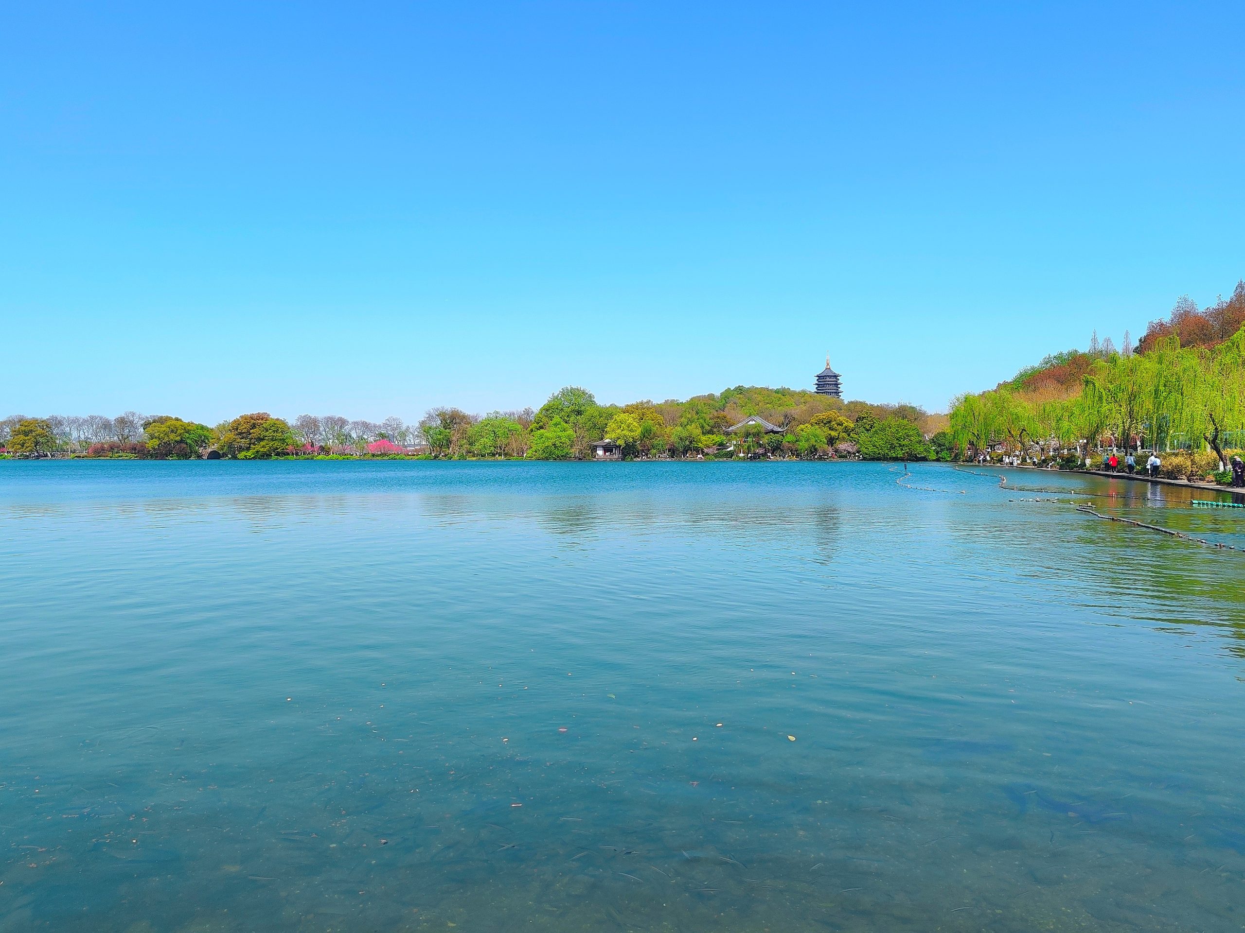 杭州西湖随手拍·2024年3月